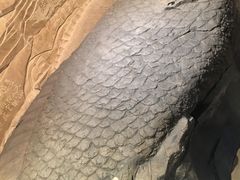 景点-白鹤梁水下博物馆