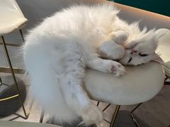 -飞行喵MR PILOT|猫舍·猫咖(静安大融城店)