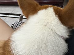 -福懋动物医院·犬猫全科·外科·重症科(杏林分院)