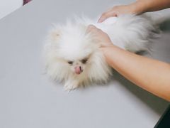 -爱侣宠医·鹦鹉专科·小型哺乳类·异宠专科(灵石路店)