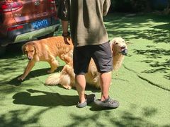 -宠物寄养训练学校