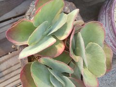 -龙大花卉苗木市场