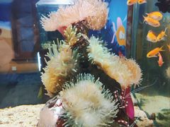 -太平洋海底世界