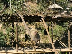 -西双版纳原始森林公园