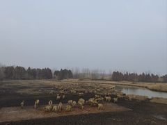 -溱湖国家湿地公园