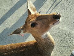 -鹿境梅花鹿生态园区