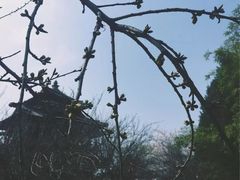 -西安青龙寺遗址景区