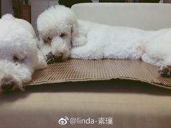 -PETKIT 小佩宠物·低压洗护·美容·寄养(安远店)