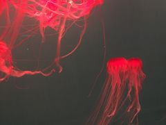 -多彩贵州城极地海洋世界