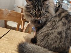 -藏猫猫咖啡主题馆(中央大道店)