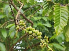 -侯臣咖啡文化村