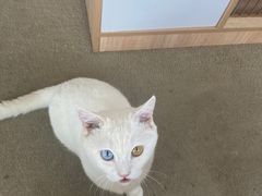 -泰国佛·塔罗·泰牌狐仙古曼