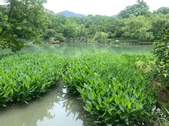 -西溪国家湿地公园