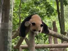 -都江堰中华大熊猫苑