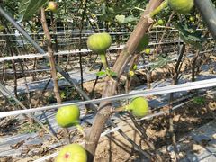 -武汉世外桃源农庄