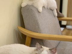 -滚猫咖啡·猫咖·猫友好撸猫(未来城店)