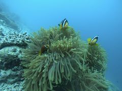 -中央格兰德岛温泉度假酒店 - 全包