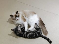 -藏猫猫咖啡主题馆(中央大道店)