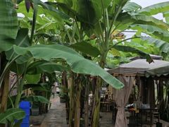 -小懒人火盆小香猪