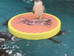 -大连圣亚海洋世界