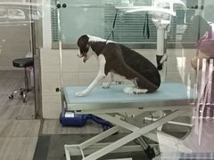 -暖阳宠物医院·犬猫康复中心·骨科