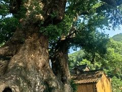 -杨家堂村