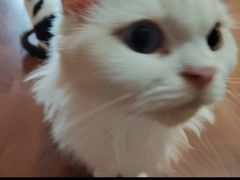 -楼上猫咖(罗湖店)