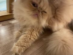 -飞行喵MR PILOT|猫舍·猫咖(静安大融城店)