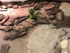 -上海大自然野生昆虫馆(东方明珠·爬宠昆虫探索中心)