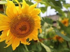 -金谷域澳洲庄园