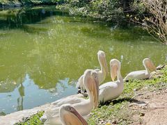 -深圳野生动物园