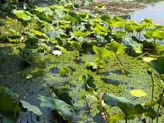 -昆山城市生态森林公园