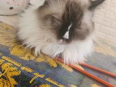 -平行世界·猫咖(首经贸店)