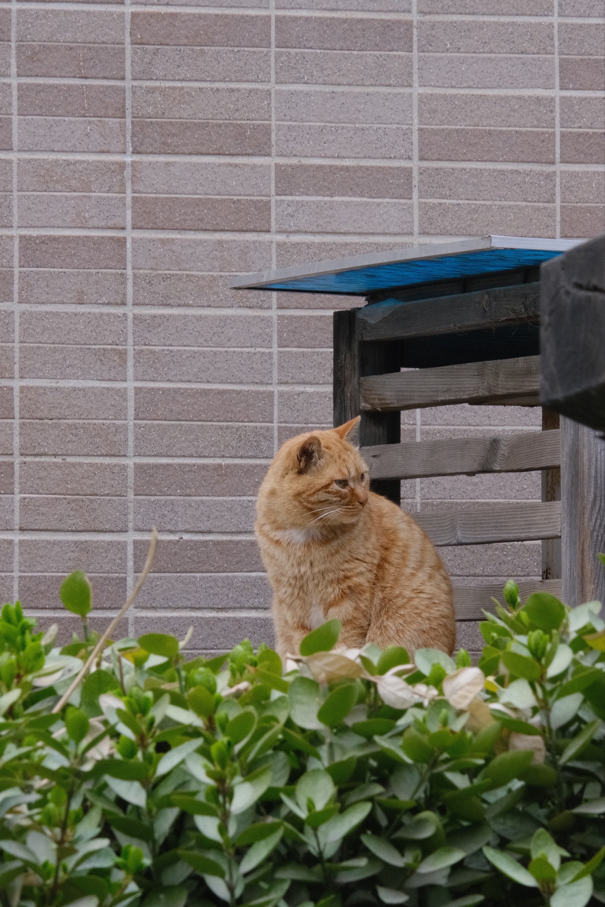 巷子里的猫很自由图片