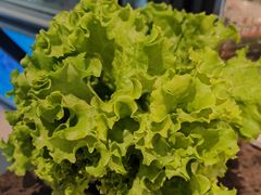 -肉加韩国料理·烤肉(金茂湾店)