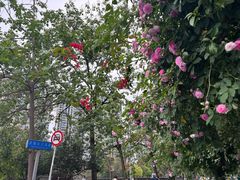 -成都市活水公园
