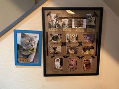 -猫友咖啡店(玉林西路店)