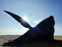 -烟台金沙滩海滨公园