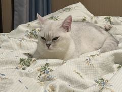-伟伟宠物医院·瑞派猫友好医院·猫科(光谷店)