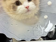 -北京观赏动物医院·24小时大型综合·猫专科·异宠专科