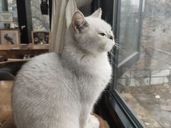 -猫小院猫主题餐厅(南锣旗舰店)