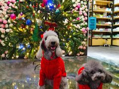 -百好乐宠物友好餐厅(朝外大街店)