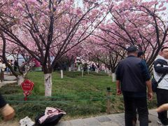 -西安青龙寺遗址景区