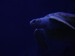 -左海海底世界