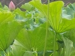 android_upload_pic-太湖湾开元名庭大酒店