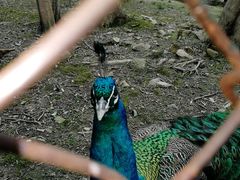 -金孔雀温泉旅游度假村