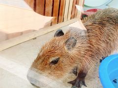 -J Create城市露营咖啡·简餐·宠物(上海动物园店)