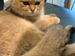 -飞行喵MR PILOT|猫舍·猫咖(静安大融城店)