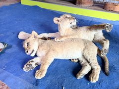 -鄂尔多斯野生动物园