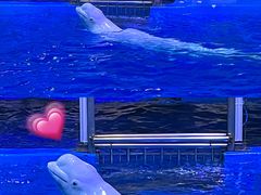 -海合安青岛极地海洋公园